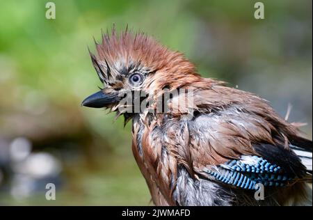 Eichelhäher, Garrulus glandarius, einfacher Vogel im Wasser, Italien Stockfoto