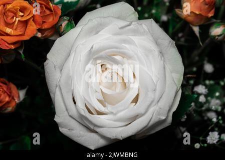 Strauß aus Rosen und Flora Stockfoto