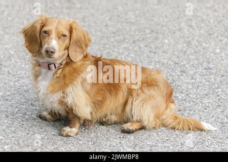 18 Monate Alter Langhaariger Mini-Dachshund. Hundepark an der Leine in Nordkalifornien. Stockfoto