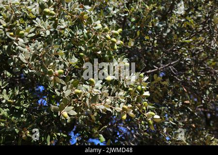 Holm Eiche (Quercus ilex) Baum in Südfrankreich. Immergrüne Eichenarten Eicheln. Stockfoto