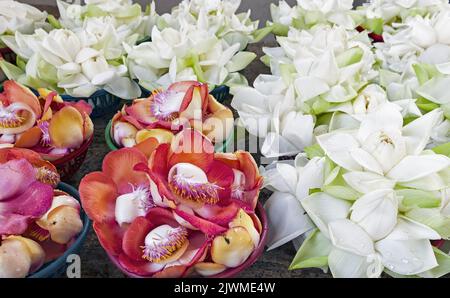 Lotus florale Ehrungen an den heiligen Orten in Sri Lanka Stockfoto