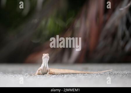 Makro-Nahaufnahme der Erwärmung der geblasenen Eidechse in der Sommersonne. Anolis sagrei kleines Reptil aus Florida, USA Stockfoto