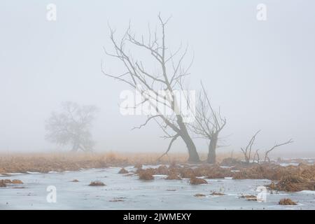 Tote Weide im Feuchtgebiet des Flusses Turiec in der Nordslowakei. Stockfoto