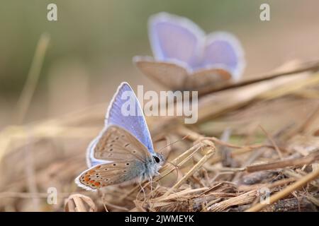Männlicher blauer Schmetterling (Polyommatus icarus). Stockfoto