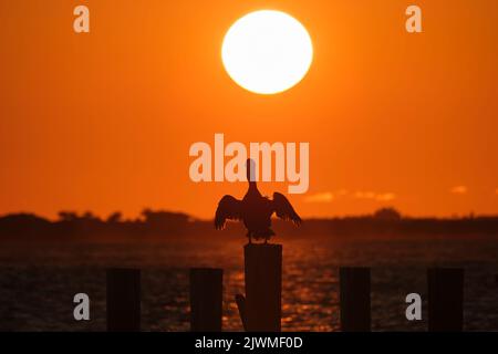 Silhütte eines einsamen Pelikanvogels mit ausgebreiteten Flügeln auf einem hölzernen Zaunpfahl gegen den leuchtend orangefarbenen Sonnenuntergang über dem Seegrund und der großen untergehenden Sonne Stockfoto