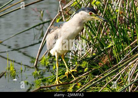 Eine kleine Seeschwalbe, die auf Schilf am Rand des Wassers steht und darauf wartet, dass Fische erscheinen. Stockfoto