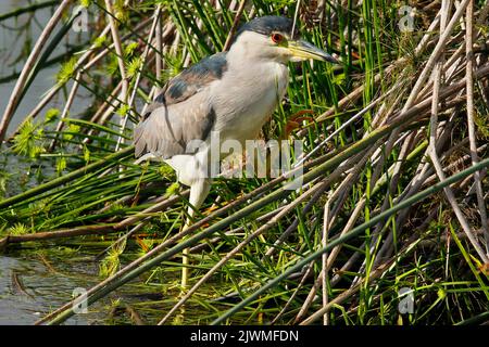 Eine kleine Seeschwalbe, die auf Schilf am Rand des Wassers steht und darauf wartet, dass Fische erscheinen. Stockfoto