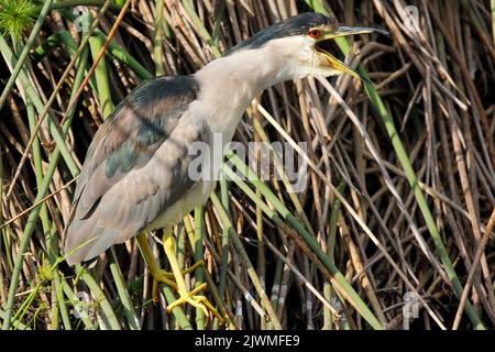 Eine kleine Seeschwalbe, die auf Schilf am Rand des Wassers steht und darauf wartet, dass Fische erscheinen. Stockfoto