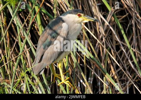 Eine kleine Seeschwalbe, die auf Schilf am Rand des Wassers steht und darauf wartet, dass Fische erscheinen. Stockfoto