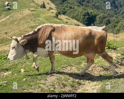 Kuh grast auf der Weide in den Bergen Stockfoto