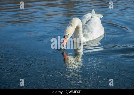 Der stumme Schwan (Cygnus olor) schwimmt auf einem gefrorenen See. Stockfoto