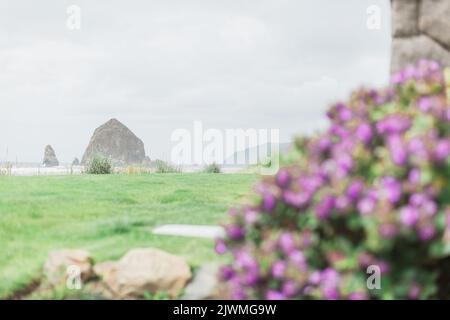 Cannon Beach, Oregon, an einem bewölkten Tag mit Blumen im Vordergrund. Stockfoto