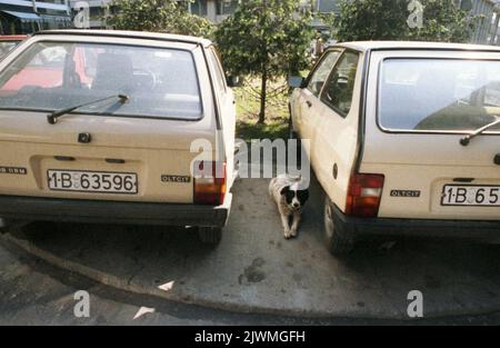 Bukarest, Rumänien, Mai 1990. Eine gemeinsame Sehenswürdigkeit in der Hauptstadt: Auf den Bürgersteigen geparkte Fahrzeuge und streunende Hunde, beides Ergebnisse des fehlerhaften Systematisierungsprojekts von N. Ceausescu. Stockfoto