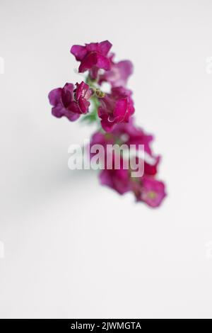 Rosa Snapdragon Blume stammt vor einem weißen Hintergrund Stockfoto