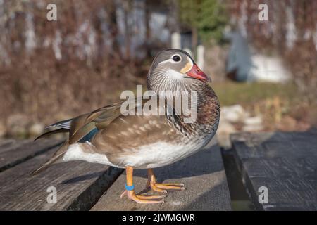Weibliche Mandarinente (Aix galericulata). Stockfoto