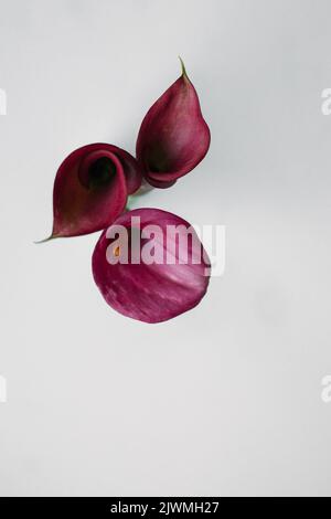 Calla Lily Blumen vor einem Hintergrund Stockfoto