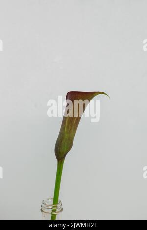 Calla Lily Blumen vor einem Hintergrund Stockfoto