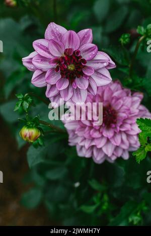 Zwei violette Dahlia-Blütenköpfe sind mit Regentropfen bedeckt Stockfoto