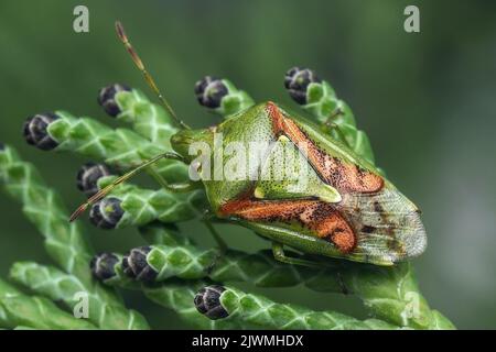 Wacholder Shieldbug (Cyphostethus tristriatus) auf dem Zweig von Lawsons Cypress. Tipperary, Irland Stockfoto