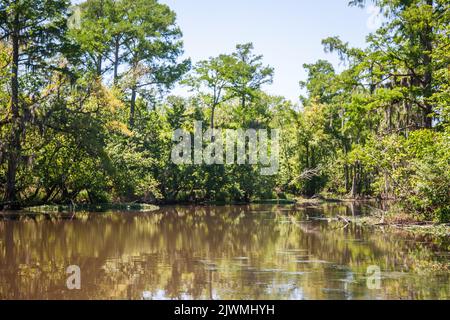 Der Bayou-Sumpf bei Baton Rouge, Louisiana Stockfoto