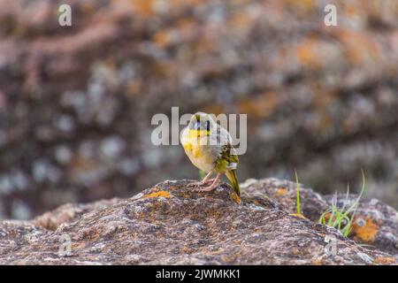 Baglafecht-Weber (Ploceus baglafecht) in Lalibela, Äthiopien Stockfoto