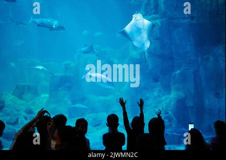 Die Menschen beobachten das Unterwasserleben im Aquarium. Viele Fische im blauen Wasser mit Menschen Silhouette Stockfoto
