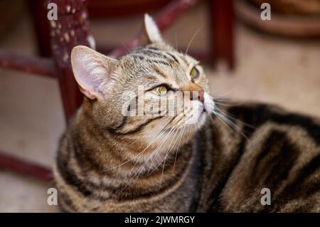 Die Katze schaut auf die Kamera Stockfoto