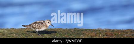 Kleines Stint, Calidris minuta, zu Fuß an der Küste Stockfoto