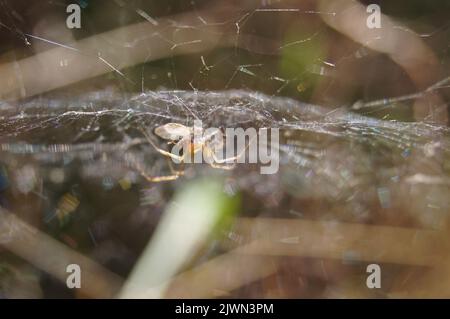 Spider hat seine Beute. Stockfoto