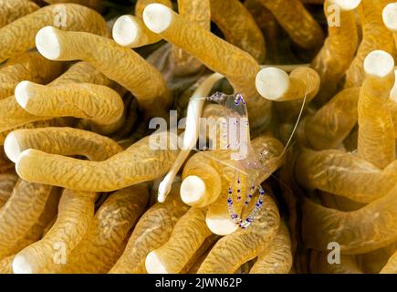Commensal Shrimps, Periclimenes, und Pilzkorallen Pipefish, Stokunichthys nigrolineatus, in einem Pilz Koralle, Raja Ampat Indonesia. Stockfoto
