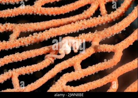 Pygmäen-Seepferd, Hippocampus denise, Raja Ampat Indonesien Stockfoto