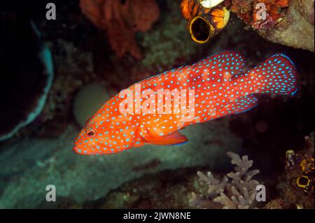 Korallenbarsch, Cephalopholis miniata, Raja Ampat West Papua Indonesien. Stockfoto