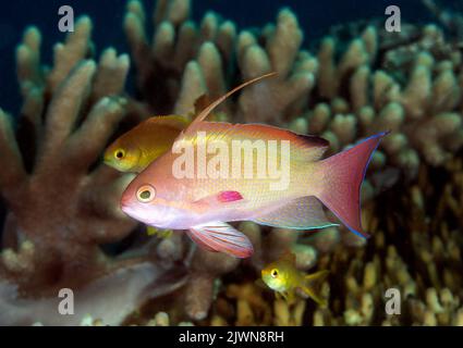 Lyeinzelhandel Anthias männlich, Pseudanthias squamipinnis, mit seinen Haremweibchen Raja Ampat Indonesia. Stockfoto