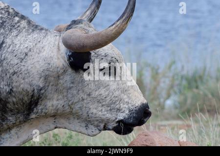 Texas Longhorn, Bos taurus taurus, Stier Stockfoto