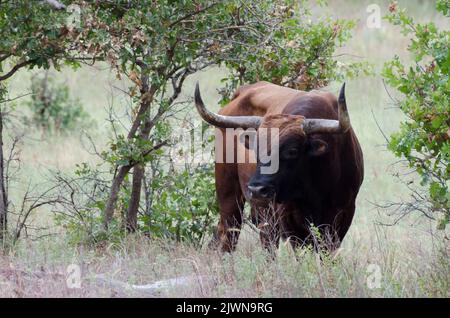 Texas Longhorn, Bos taurus taurus, Stier Stockfoto
