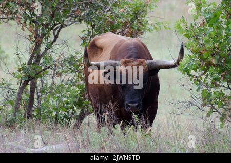 Texas Longhorn, Bos taurus taurus, Stier Stockfoto