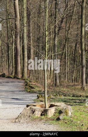 Ein junger Baum, der aus einem Stumpf wächst Stockfoto