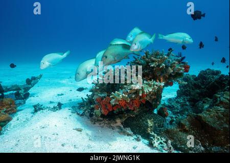 Goldgefleckte Süßlippen, Plectorhinchus flavomaculatus, Raja Ampat Indonesien Stockfoto