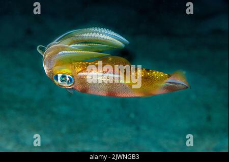 Riff-Tintenfisch, Sepioteuthis lessoniana, Raja Ampat Indonesien. Stockfoto