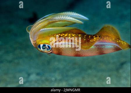 Riff-Tintenfisch, Sepioteuthis lessoniana, Raja Ampat Indonesien. Stockfoto