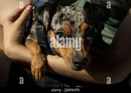 Chihuahua/Pinscher mischen sich in den Armen meiner Frau, während sie im Auto unterwegs sind. Stockfoto