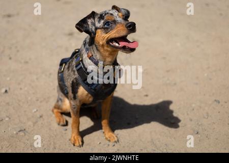 Chihuahua/Pinscher Mix lächelt die Kamera an. Stockfoto