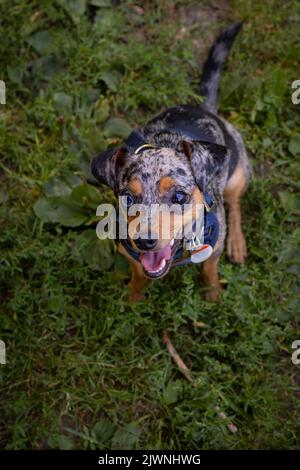 Chihuahua/Pinscher Mix lächelt die Kamera an. Stockfoto