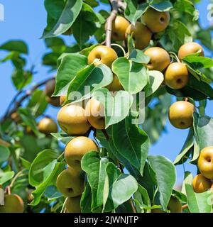 Nashi Birnen, Pyrus pyrifolia, am Baum Stockfoto