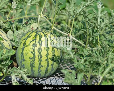 Wassermelone, Citrullus lanatus, auf einem Gitter in einem Garten Stockfoto