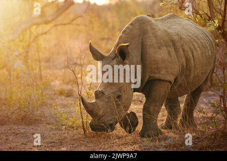 Vorbereitung auf den Ladezustand. Ganzkörperaufnahme eines Nashorns in freier Wildbahn. Stockfoto