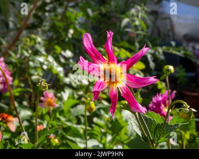 Dahlia 'Honka Pink' mit Honigbiene bestäubt die Blume. Stockfoto