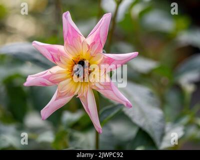 Hummel auf Dahlia 'Fancy Pants' in einer erhöhten Pflanzengrenze gewachsen. Belaubiges Bokeh. Stockfoto