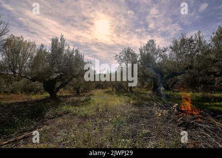 Feld von hundertjährigen Olivenbäumen bereit für die Ernte. Traditionelle mediterrane Landwirtschaft. Blauer Himmel Stockfoto