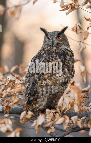 Ruhige eurasische Adlereule, die über die Schulter blickt, inmitten farbenprächtiger Herbstfärbung Stockfoto